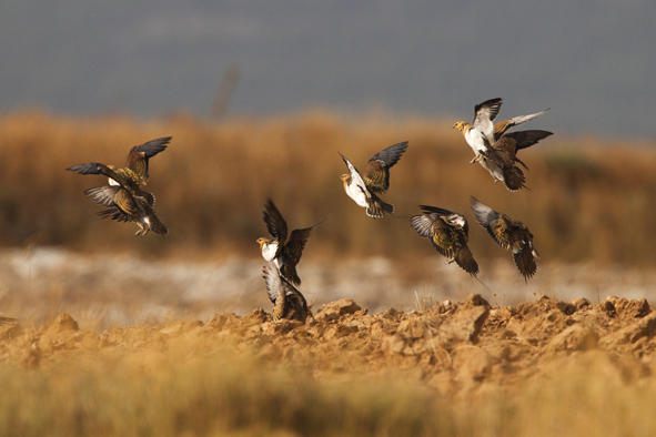 AVES Y AGRICULTURA | iRiego